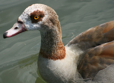 35-Nilgans-099.jpg